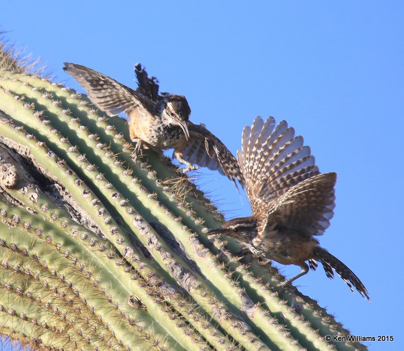 Cactus Wren, Saguaro National Park,  AZ, 8-24-15, Jp_1934.JPG