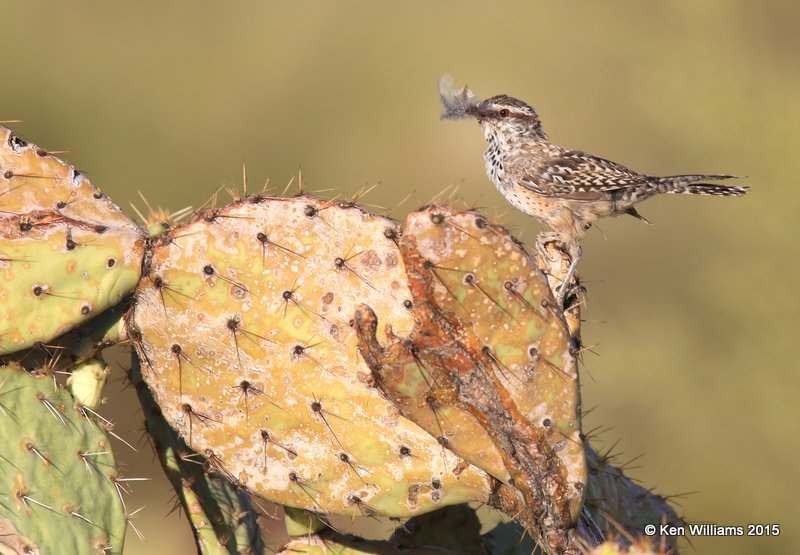 Cactus Wren, Saguaro National Park,  AZ, 8-24-15, Jpp_1915.JPG