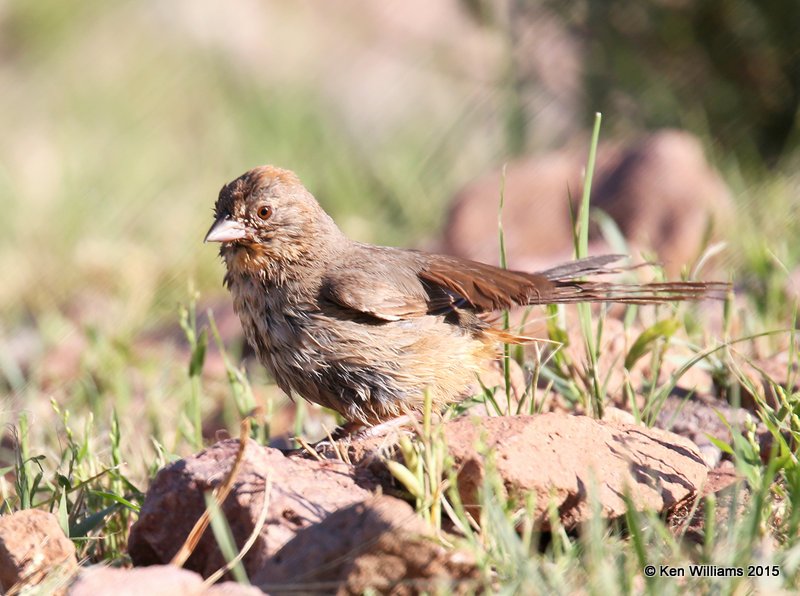 Canyon Towhee, Portal, AZ, 8-16-15, Jp_5113.JPG