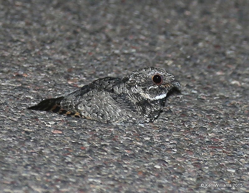 Common Poorwill, Portal, AZ, 8-16-15, Jp3_5885.JPG