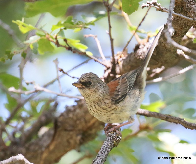 Dark-eyed Junco - Red-backed subspecies juvenile, Ruidoso, NM, 8-14-15, Jp_4475.JPG