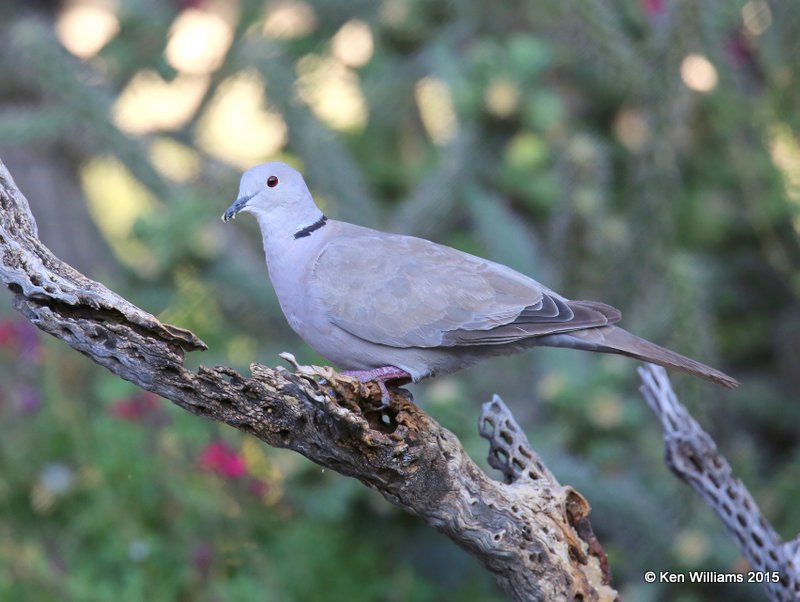 Eurasian Collared Dove, Battiste's B&B, Hereford, AZ, 8-20-15, Jp_8257.JPG