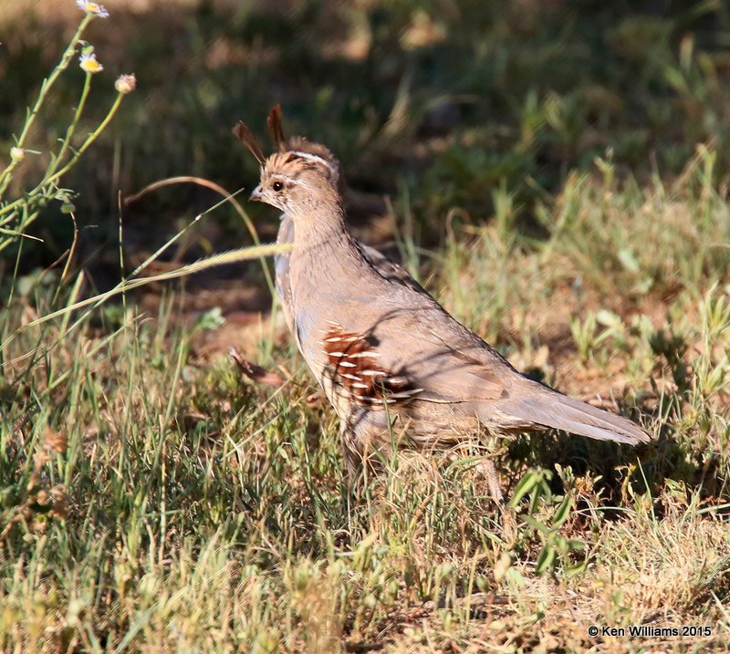 Gambel's Quail immature female, Paradise, AZ, 8-18-15, Jp_7500.JPG