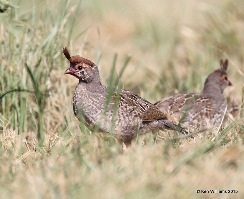 Gambel's Quail immature male, Portal, AZ, 8-16-15, Jp_5158.JPG