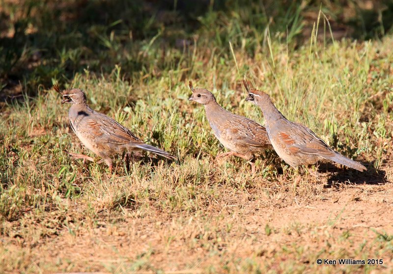 Gambel's Quail, Paradise, AZ, 8-18-15, Jp_7501.JPG