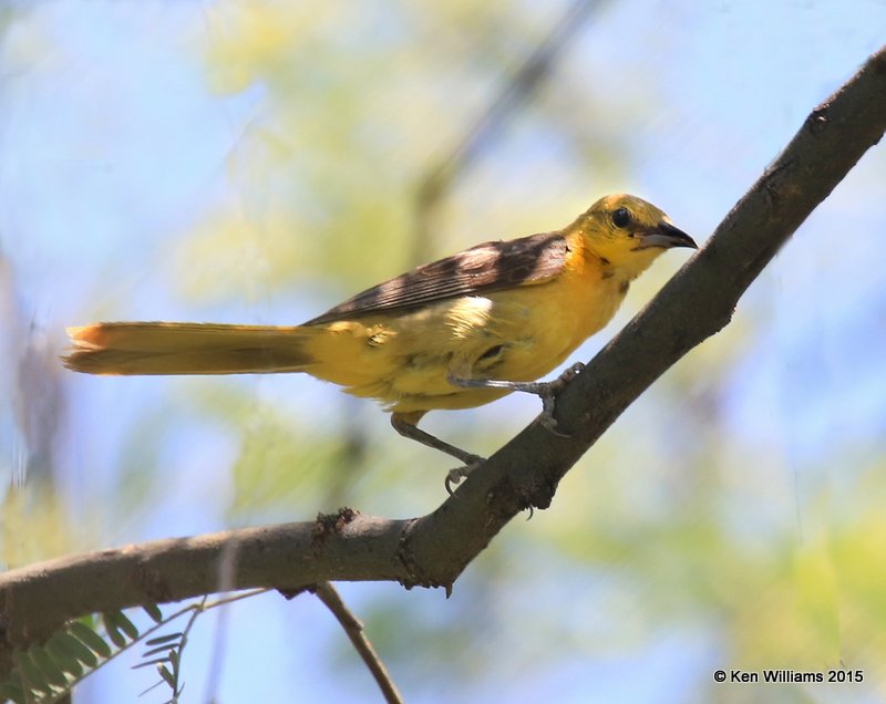 Hooded Oriole female, Madera Canyon, AZ, 8-23-15, Jp_1585.JPG