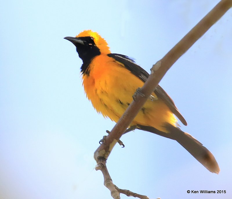 Hooded Oriole male, Madera Canyon, AZ, 8-23-15, Jp_1561.JPG