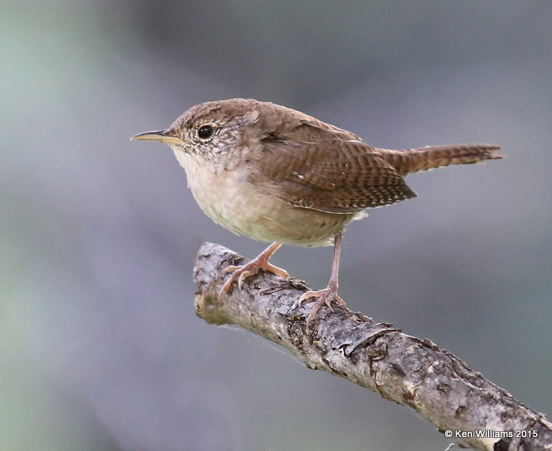 House Wren, Ruidoso, NM, 8-14-15, Jp_3939.JPG