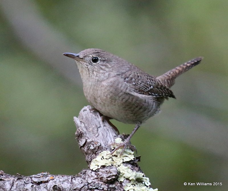 House Wren, Ruidoso, NM, 8-14-15, Jp_4048.JPG