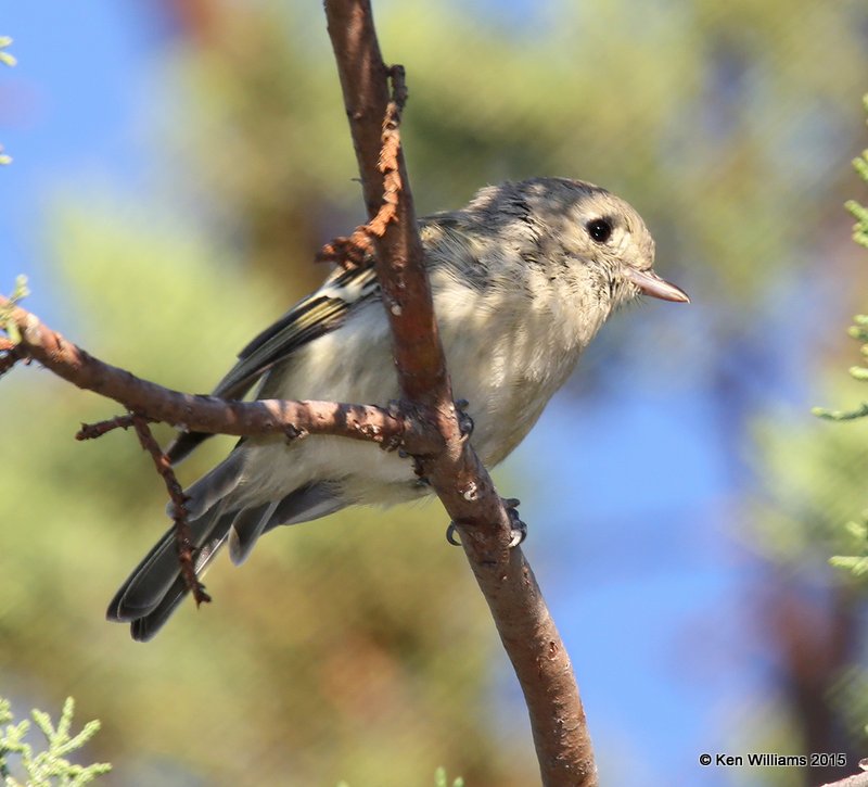 Hutton's Vireo, Paradise, AZ, 8-18-15, Jp_6844.JPG