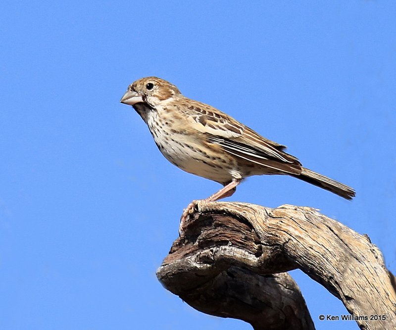 Lark Bunting female, Saguaro National Park,  AZ, 8-24-15, Jp_2103.JPG