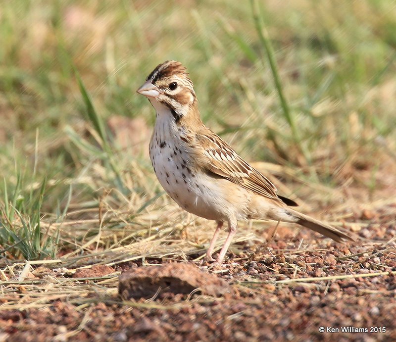 Lark Sparrow, Portal, AZ, 8-17-15, Jp_6011.JPG