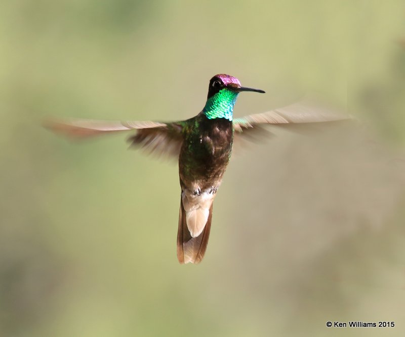 Rivoli's Hummingbird male, Paradise, AZ, 8-18-15, Jpa_7469.JPG