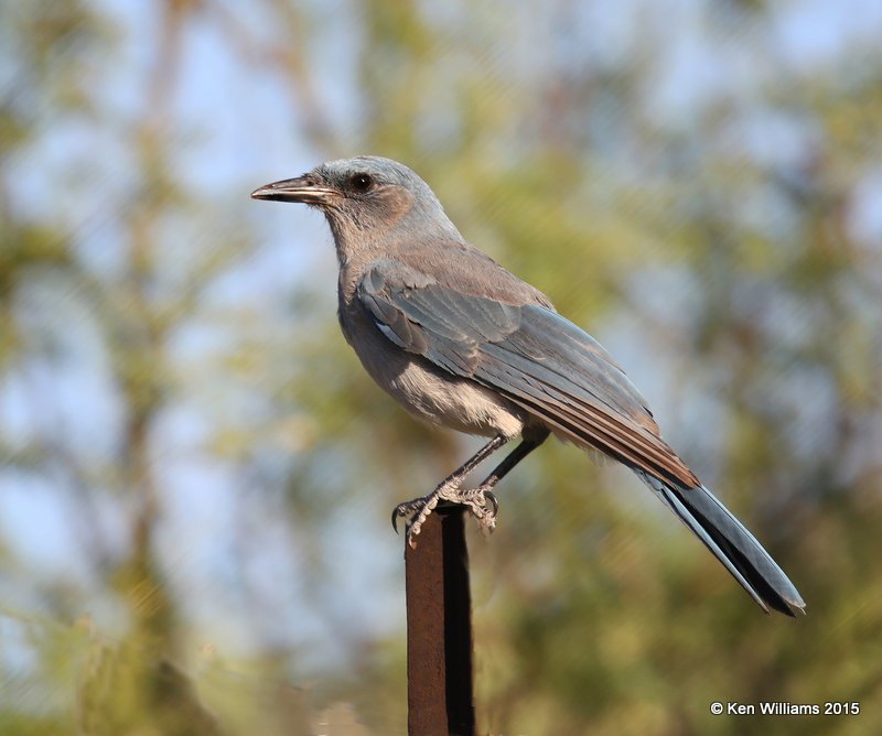 Mexican Jay - Arizona subspecies, Portal, AZ, 8-16-15, Jp_5013.JPG