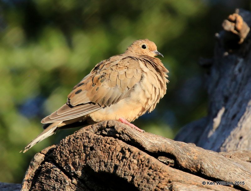 Mourning Dove, Battiste's B&B, Hereford, AZ, 8-20-15, Jp_8283.JPG