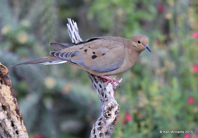 Mourning Dove, Battiste's B&B, Hereford, AZ, 8-20-15, Jp_8334.JPG