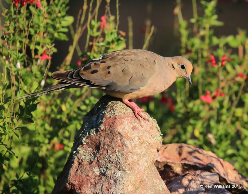 Mourning Dove, Battiste's B&B, Hereford, AZ, 8-21-15, Jp_9087.JPG