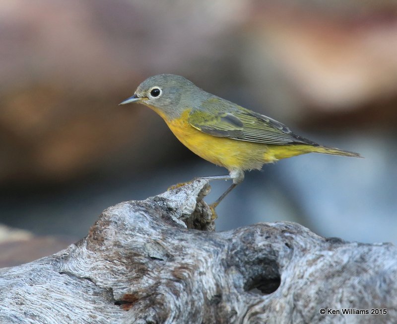 Nashville Warbler, Battiste B&B, Herford, AZ, 8-21-15, Jp_9147.JPG