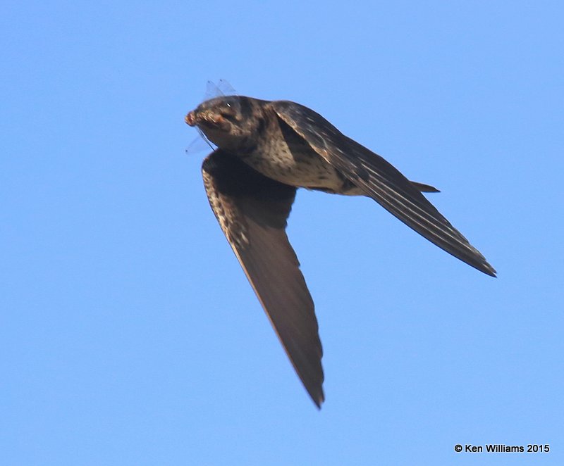 Purple Martin, Saguaro National Park,  AZ, 8-24-15, Jp_1970.JPG