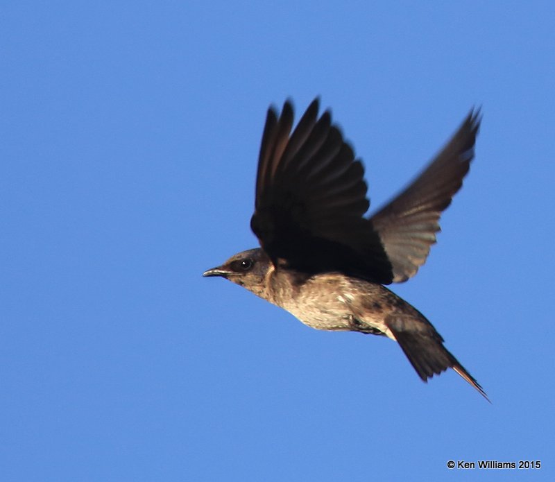 Purple Martin, Saguaro National Park,  AZ, 8-24-15, Jpp_1872.JPG
