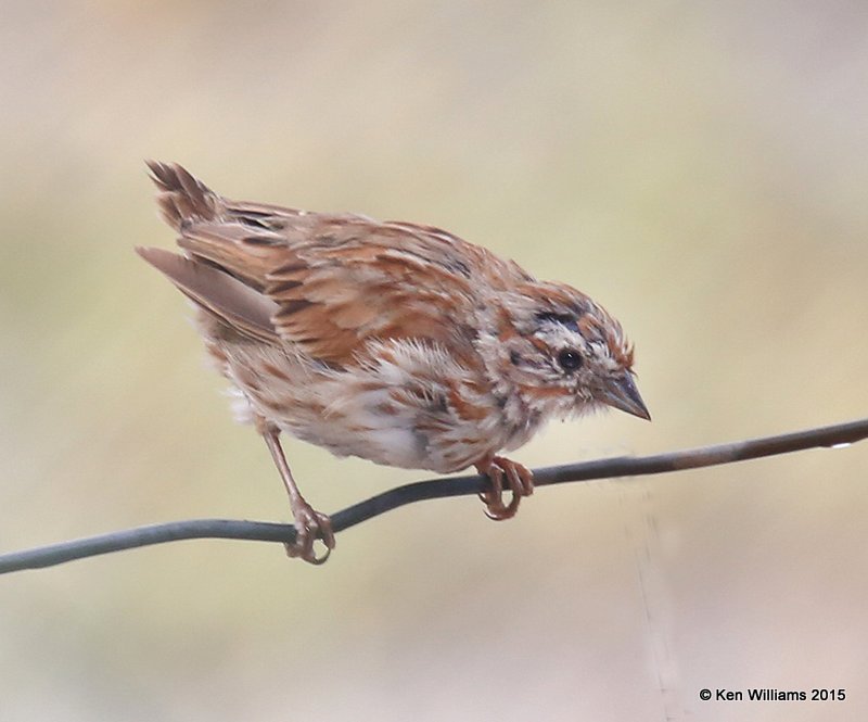 Song Sparrow Southwest subspecies juvenile, Sweetwater Wetland, Tucson, AZ, 8-24-15, Jp_2716.JPG