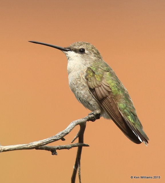 Annas Hummingbird female, Bosque del Apache National Wildlife Refuge, 8-26-15, Jpa_2984.JPG