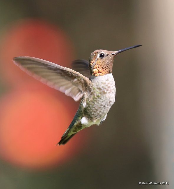 Anna's Hummingbird male, Madera Canyon, AZ, 8-23-15, Jp_1067.JPG