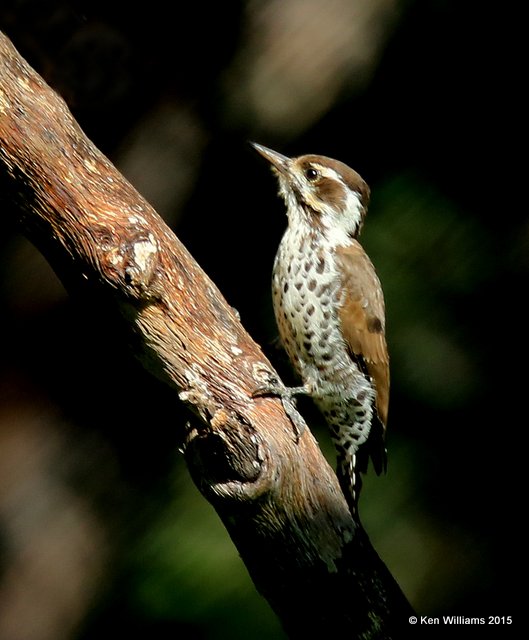 Arizona Woodpecker, Madera Canyon, AZ, 8-23-15, Jp_1143.JPG