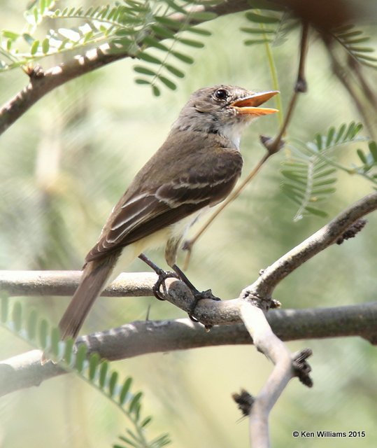 Greater Pewee, Sweetwater Wetland, Tucson, AZ, 8-24-15, Jp_2319.JPG