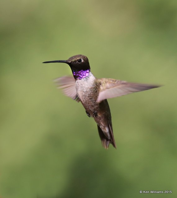 Black-chinned Hummingbird male, Madera Canyon, AZ, 8-23-15, Jp_1201.JPG