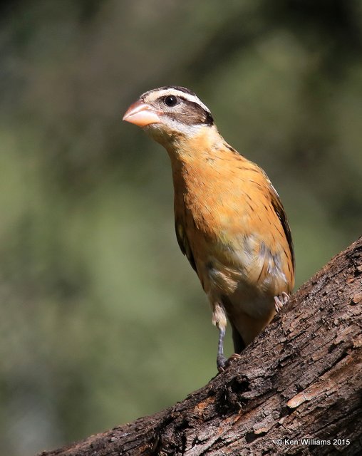 Black-headed Grosbeak female, Ash Canyon B&B, Herford, AZ, 8-21-15, Jp_9242.JPG