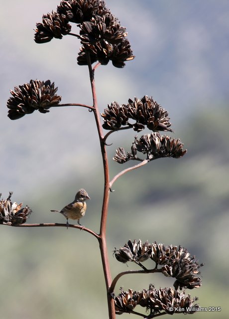 Blue Grosbeak male immature, Paradise, AZ, 8-18-15, Jp_7180.JPG