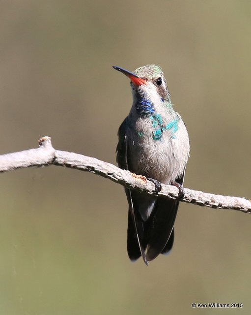 Broad-billed Hummingbird immature male, Madera Canyon, AZ, 8-23-15, Jp_0895.JPG