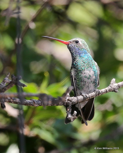 Broad-billed Hummingbird immature male, Portal, AZ, 8-16-15, Jp_5437.JPG