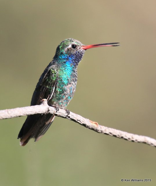Broad-billed Hummingbird male, Madera Canyon, AZ, 8-23-15, Jp_0709.JPG