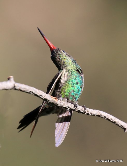 Broad-billed Hummingbird male, Madera Canyon, AZ, 8-23-15, Jp_0742.JPG