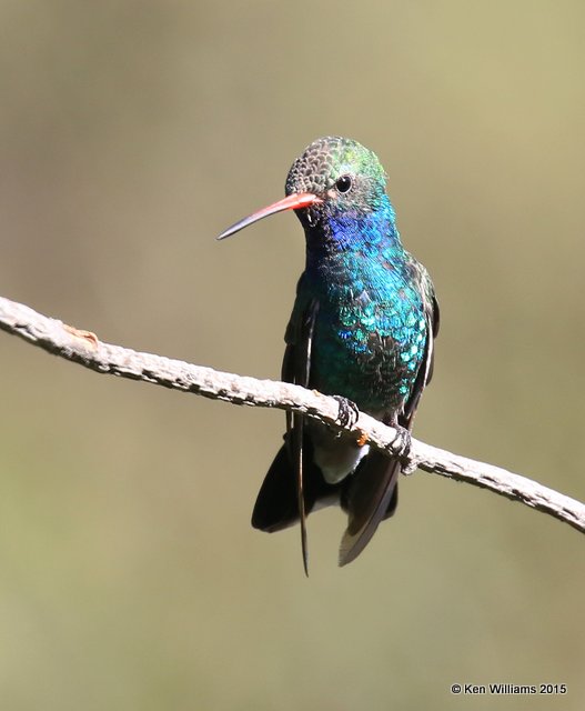 Broad-billed Hummingbird male, Madera Canyon, AZ, 8-23-15, Jp_0919.JPG