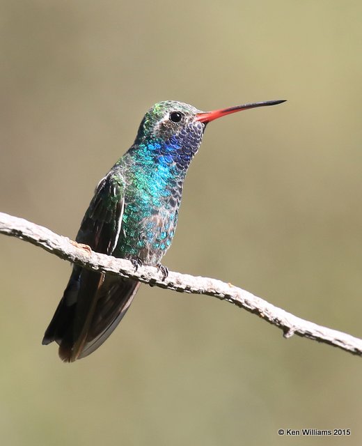 Broad-billed Hummingbird male, Madera Canyon, AZ, 8-23-15, Jp_0929.JPG