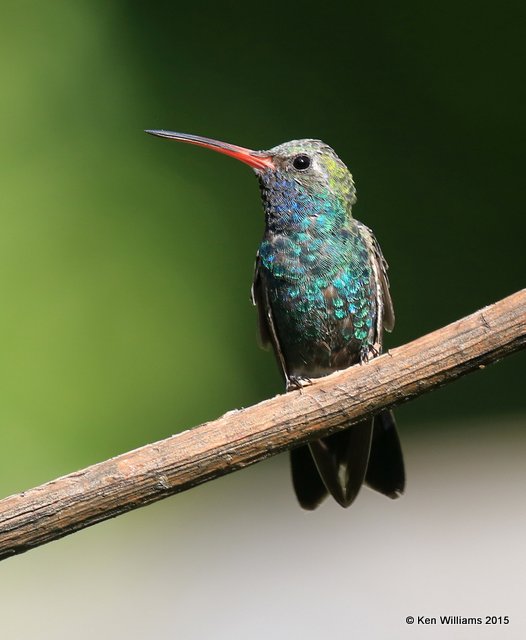 Broad-billed Hummingbird male, Madera Canyon, AZ, 8-23-15, Jp_1035.JPG