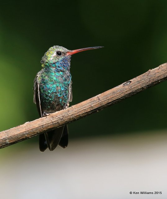 Broad-billed Hummingbird male, Madera Canyon, AZ, 8-23-15, Jp_1038.JPG
