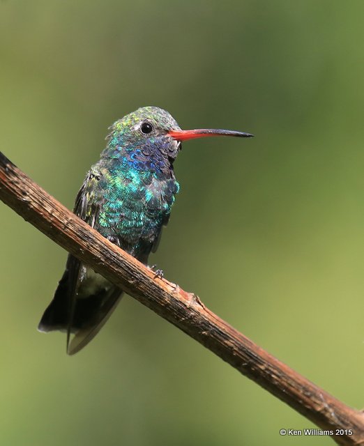 Broad-billed Hummingbird male, Madera Canyon, AZ, 8-23-15, Jp_1075.JPG