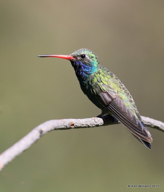 Broad-billed Hummingbird male, Madera Canyon, AZ, 8-23-15, Jp_1118.JPG