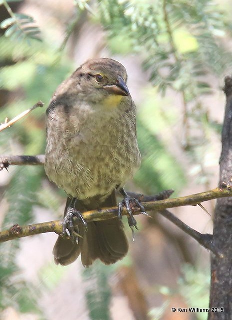 Bronzed Cowbird juvenile, Ash Canyon B&B, Herford, AZ, 8-21-15, Jp_9532.JPG