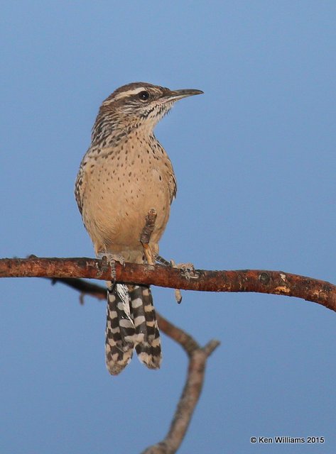 Cactus Wren, Portal, AZ, 8-15-15, Jp_4810.JPG