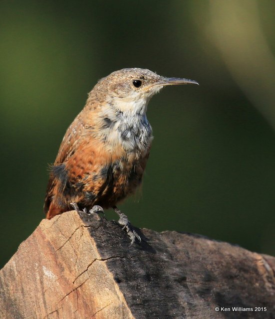 Canyon Wren, Paradise, AZ, 8-19-15, Jp_7597.JPG