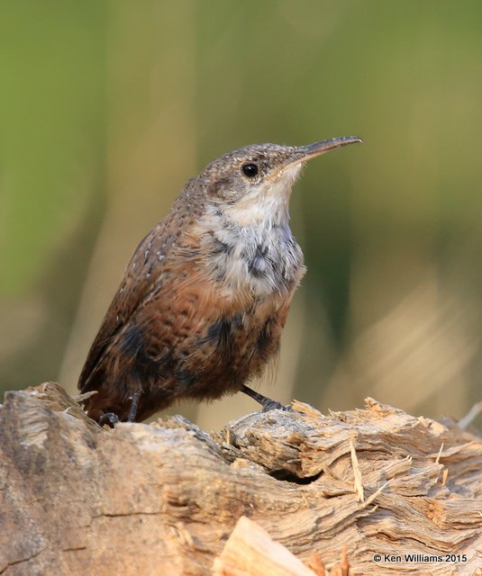 Canyon Wren, Paradise, AZ, 8-19-15, Jp_7606.JPG
