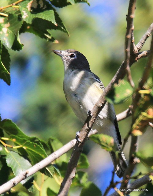 Cassin's Vireo, Paradise, AZ, 8-19-15, Jp_7657.JPG