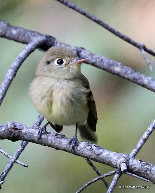 Cordilleran Flycatcher, Ruidoso, NM, 8-14-15, Jpa_4072.JPG
