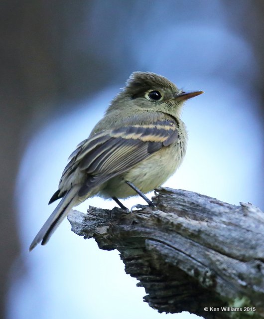 Cordilleran Flycatcher, Ruidoso, NM, 8-14-15, Jpa_4088.JPG