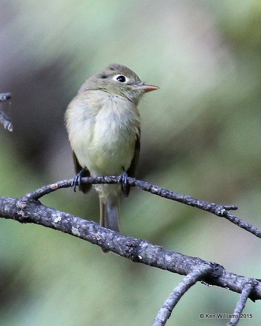 Cordilleran Flycatcher, Ruidoso, NM, 8-14-15, Jpa_4063.JPG